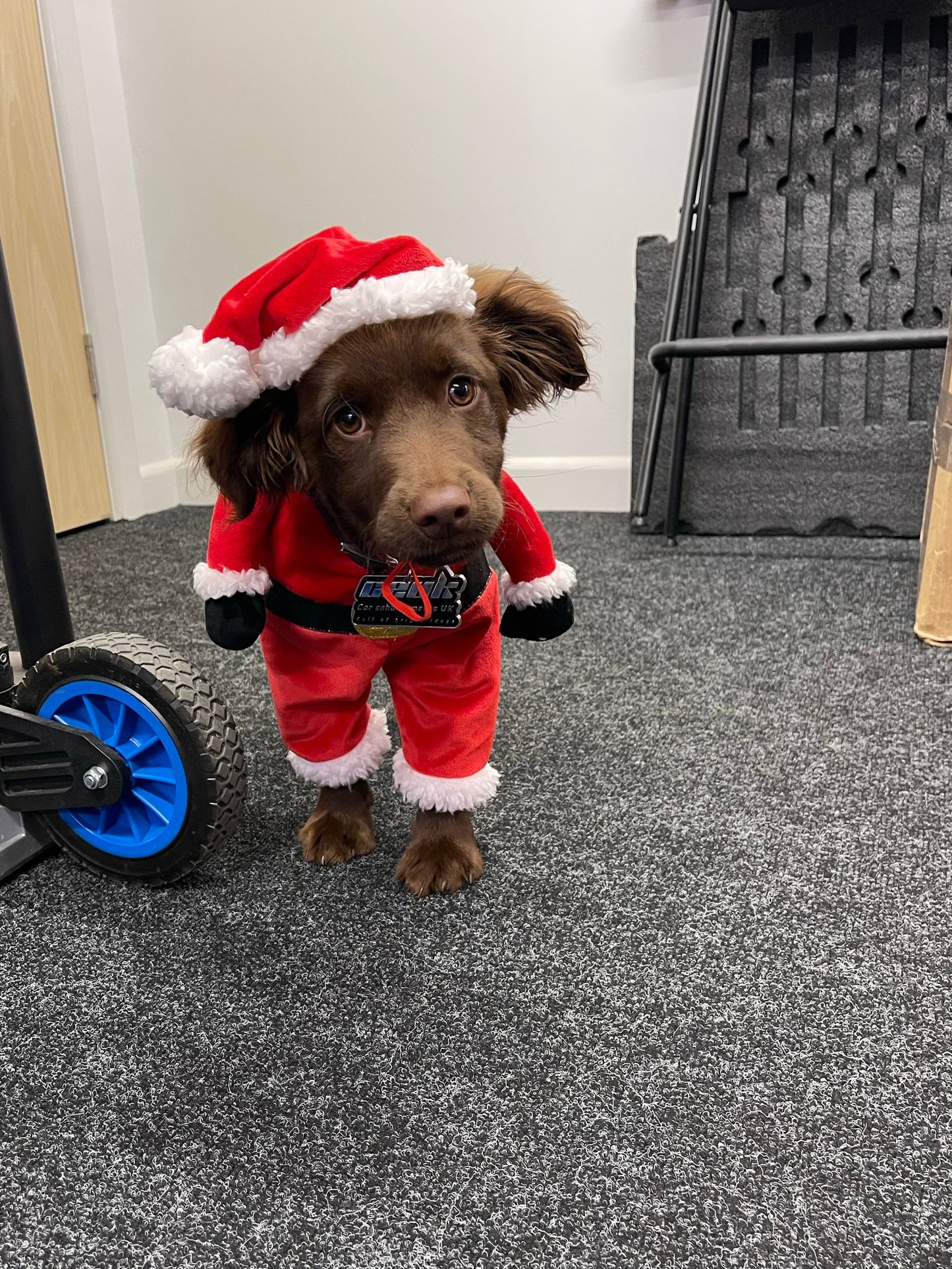 Festive Fudge Dog Air Freshener β Christmas Edition | CEUK